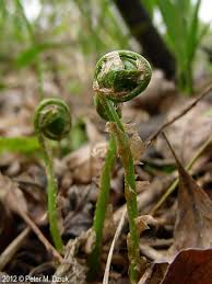 Attēlu rezultāti vaicājumam “Dryopteris carthusiana”