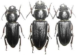 Attēlu rezultāti vaicājumam “Spondylis buprestoides”