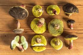 Attēlu rezultāti vaicājumam “Xerocomus pruinatus”