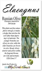 Attēlu rezultāti vaicājumam “Poa angustifolia fruit”