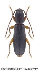 Attēlu rezultāti vaicājumam “Nothorhina punctata”