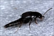 Attēlu rezultāti vaicājumam “Sepedophilus sp.”