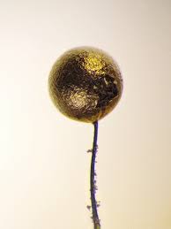 Attēlu rezultāti vaicājumam “Collaria arcyrionema stalked”