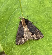 Attēlu rezultāti vaicājumam “Dypterygia scabriuscula”