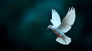 Image result for FOTO DE PAZ