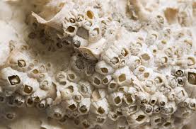 Attēlu rezultāti vaicājumam “Dendrophagus crenatus”