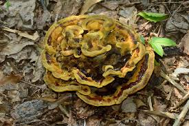 Attēlu rezultāti vaicājumam “Pylaisia polyantha sporophyte”