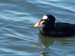 Image result for Melanitta perspicillata