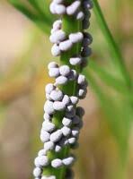 Attēlu rezultāti vaicājumam “Badhamia bethelii”