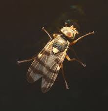 Attēlu rezultāti vaicājumam “Urophora jaceana”