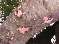 Attēlu rezultāti vaicājumam “Diplomitoporus flavescens”