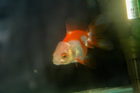 Image result for Cyprinus rubrofuscus