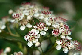 Attēlu rezultāti vaicājumam “Aronia melanocarpa flower”