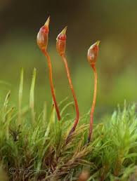 Attēlu rezultāti vaicājumam “Dicranella staphylina macro”