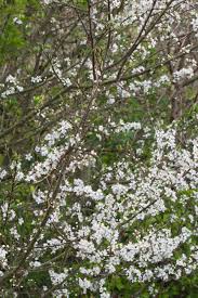 Attēlu rezultāti vaicājumam “Prunus spinosa”