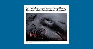 Image result for massacre golfinhos dinamarca