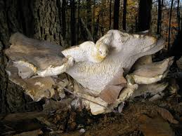 Attēlu rezultāti vaicājumam “Bondarzewia mesenterica”