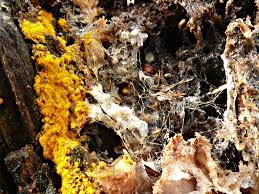 Attēlu rezultāti vaicājumam “Trichia scabra”