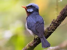 Attēlu rezultāti vaicājumam “Calypogeia azurea macro”