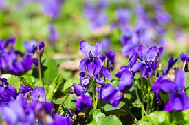 Attēlu rezultāti vaicājumam “Viola hirta leaf”