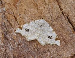 Attēlu rezultāti vaicājumam “Macaria notata”