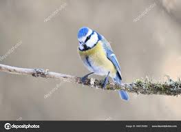 Image result for Cyanistes caeruleus