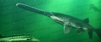 Image result for Polyodon spathula