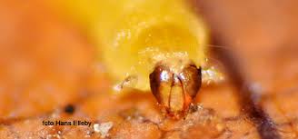 Attēlu rezultāti vaicājumam “Tischeria ekebladella”