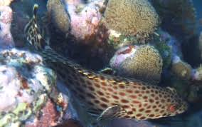 Image result for Epinephelus adscensionis
