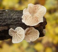 Attēlu rezultāti vaicājumam “Crepidotus versutus”