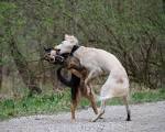 Nauset Pet Services Blog » dog fights