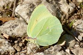 Attēlu rezultāti vaicājumam “Gonepteryx rhamni upperside”