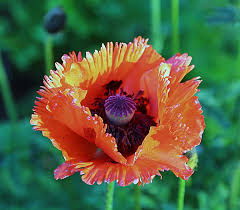 Image result for Papaver orientale