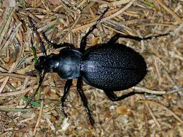 Attēlu rezultāti vaicājumam “Carabus coriaceus”