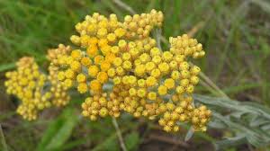 Attēlu rezultāti vaicājumam “Helichrysum arenarium”
