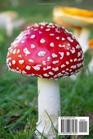 Attēlu rezultāti vaicājumam “Amanita”