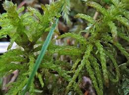 Attēlu rezultāti vaicājumam “Serpoleskea subtilis”