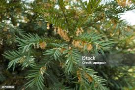 Attēlu rezultāti vaicājumam “Taxus baccata male flower”