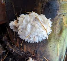 Attēlu rezultāti vaicājumam “Postia ptychogaster”