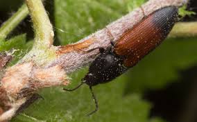 Attēlu rezultāti vaicājumam “Ampedus balteatus”