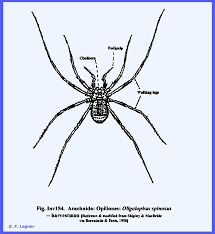 Attēlu rezultāti vaicājumam “Arachnida”