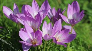 Attēlu rezultāti vaicājumam “Colchicum luteum flower”