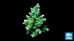 Image result for Sapphire Acro