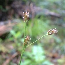 Attēlu rezultāti vaicājumam “Luzula multiflora”