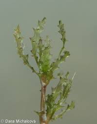 Attēlu rezultāti vaicājumam “Najas marina leaf”