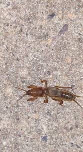 Attēlu rezultāti vaicājumam “Decticus verrucivorus nymph”