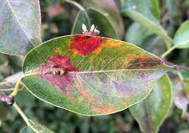 Attēlu rezultāti vaicājumam “Gymnosporangium sabinae”