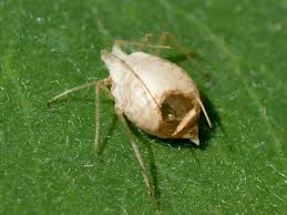 Attēlu rezultāti vaicājumam “Sternorrhyncha”