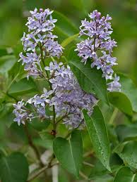 Attēlu rezultāti vaicājumam “Syringa vulgaris fruit”