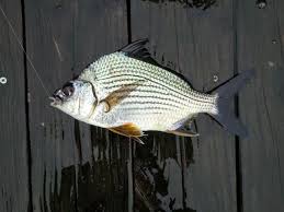 Image result for Eugerres plumieri